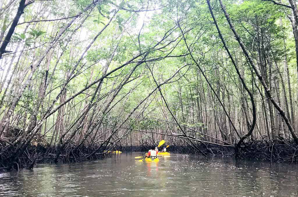 mangrove-kayak-trip-krabi