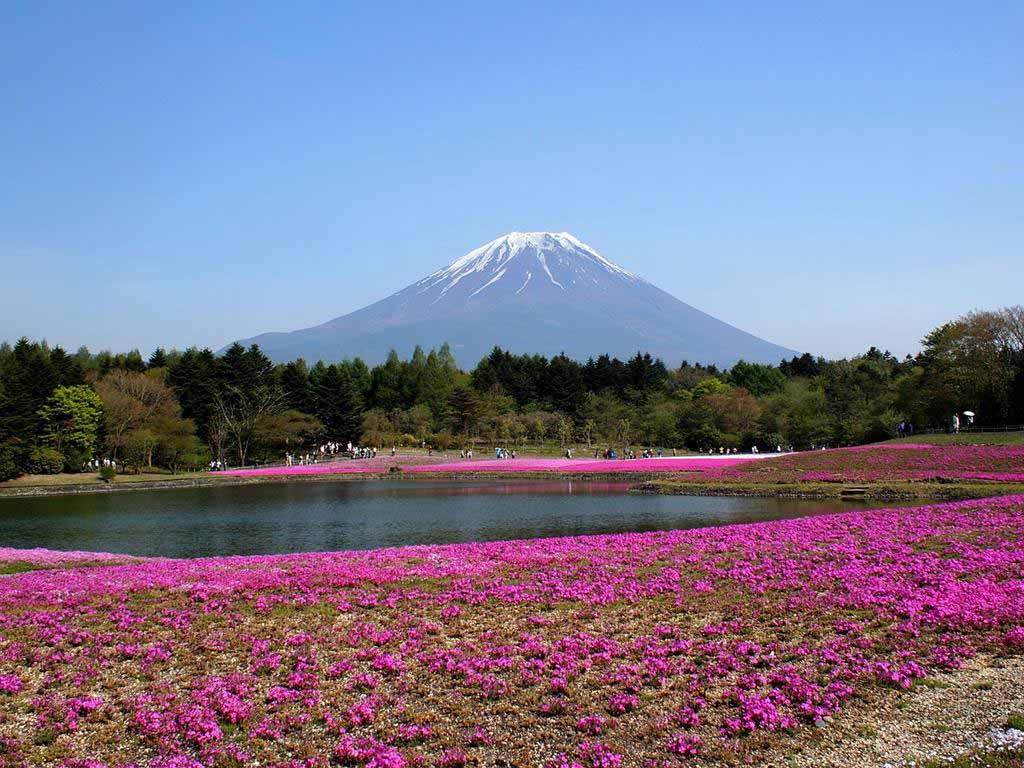  富士芝櫻祭