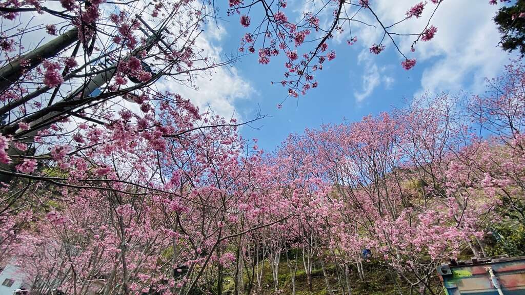 拉拉山 櫻花