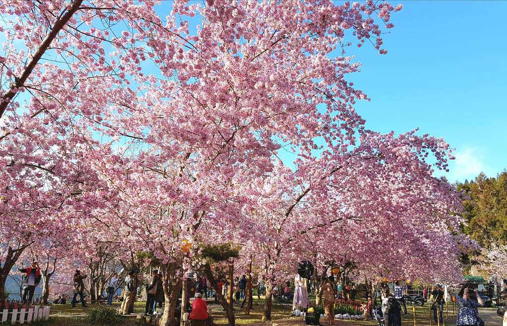 拉拉山 櫻花