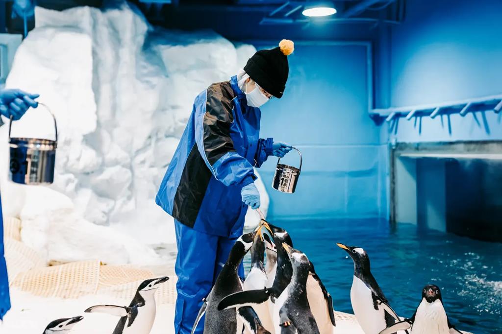 海生館企鵝飼育照護體驗
