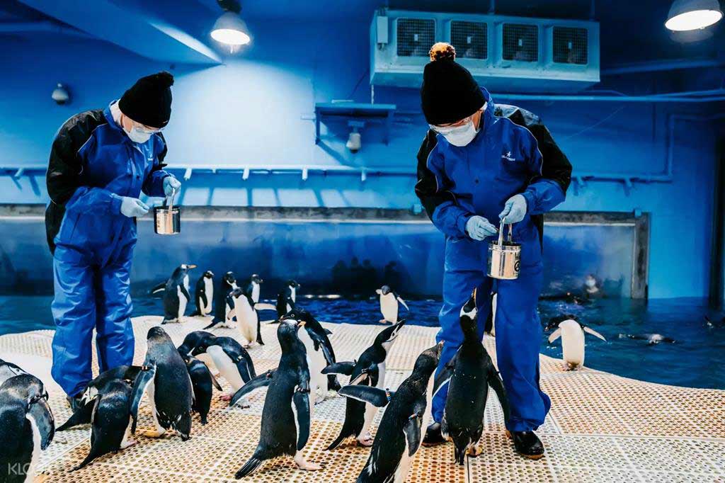 海生館企鵝飼育照護體驗
