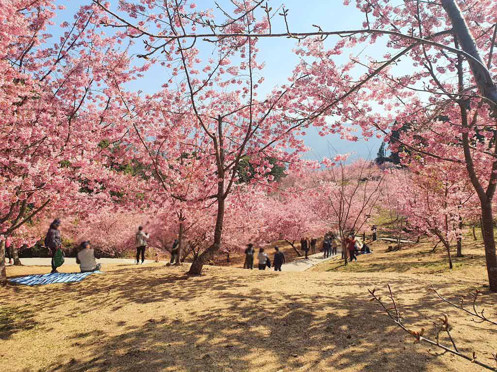 福壽山農場櫻花