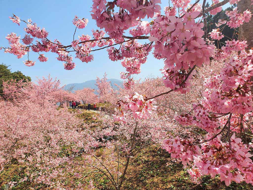 福壽山農場 櫻花