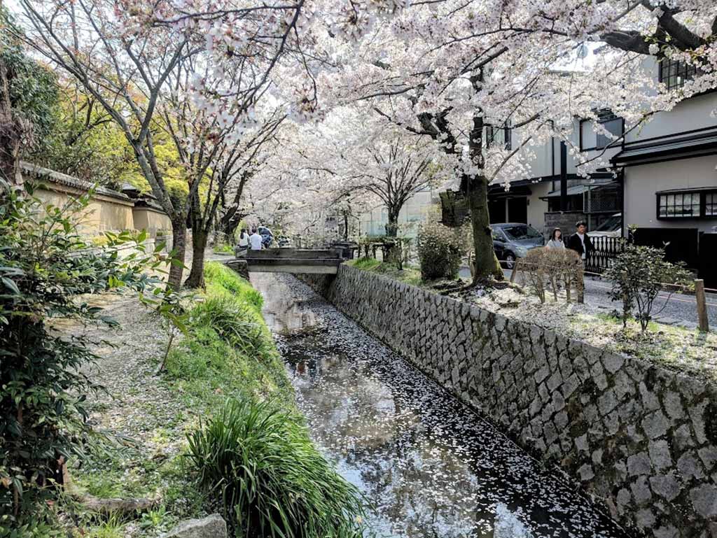 京都賞櫻景點