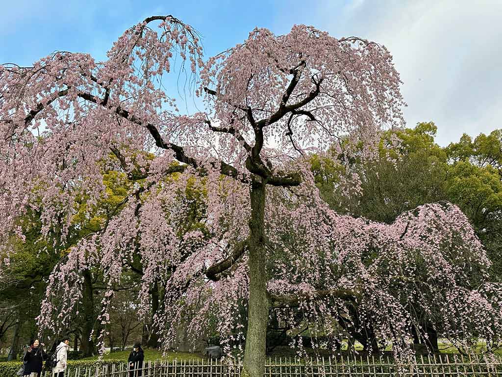 京都御苑櫻花